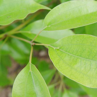 正宗优质纯野生樟树叶