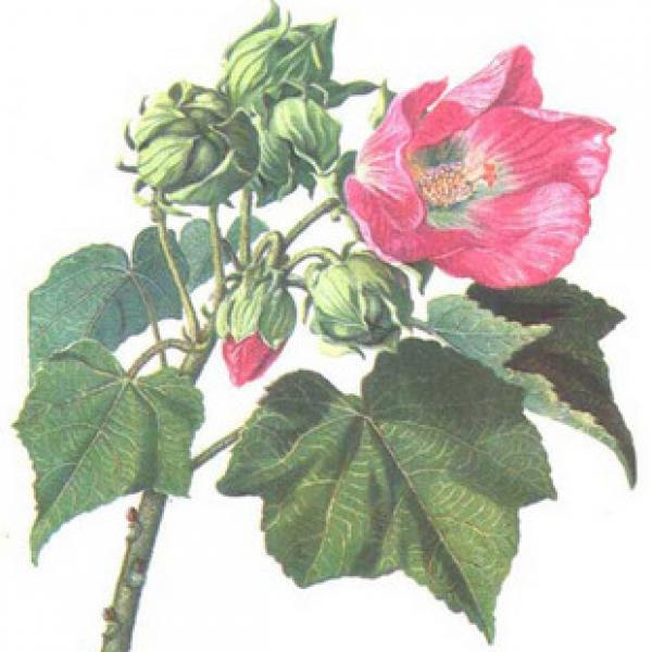 芙蓉胡李花木棉芙蓉叶