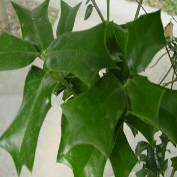 精选勒欓鹰嫩不泊鹰不泊