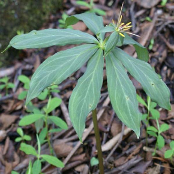 鸭脚木 汉桃叶 七加皮