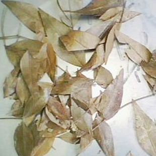 正宗南烛叶精选南烛叶