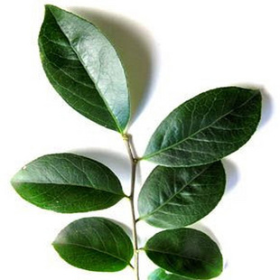 正宗南烛叶精选南烛叶