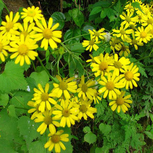 正宗野生九里明黄花母