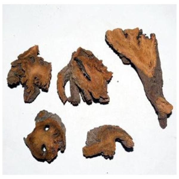 正宗土大黄正宗血三七