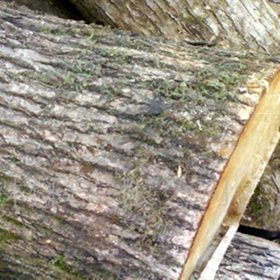 香樟木精选红心香樟树