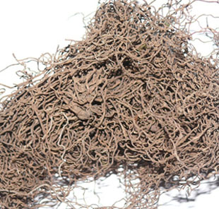 红毛漆搜山猫红毛细辛