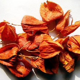 锦灯笼果实野生锦灯笼