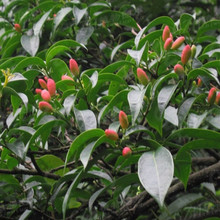 惊风伞追风伞公接骨丹