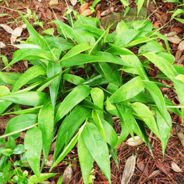 碎骨子 山鸡米 金鸡米