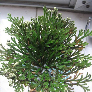 铁角蕨科过山蕨过桥草