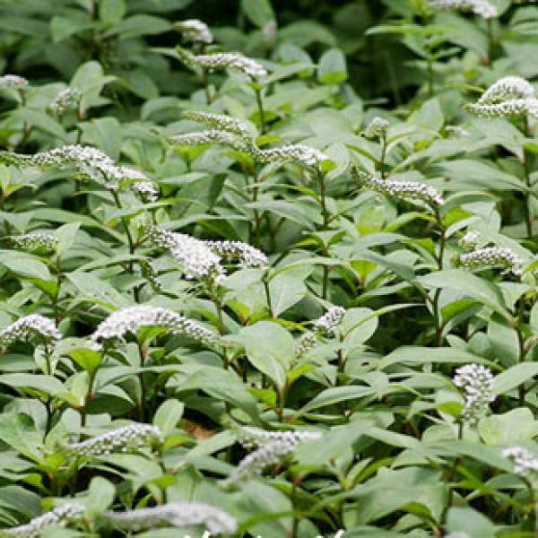 扯根菜红根草狗尾巴草