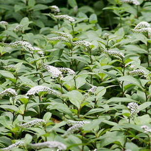 扯根菜红根草狗尾巴草