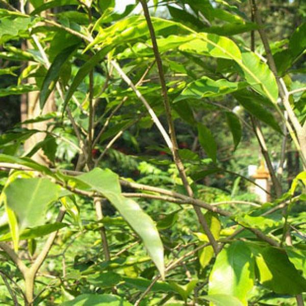 精选沉香木瑞香科沉香