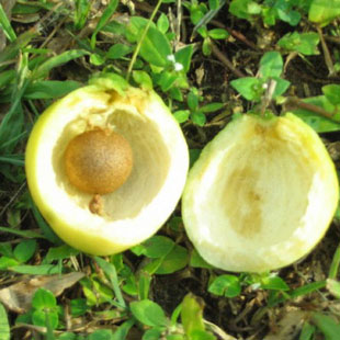 香果风鼓水葡桃水石榴