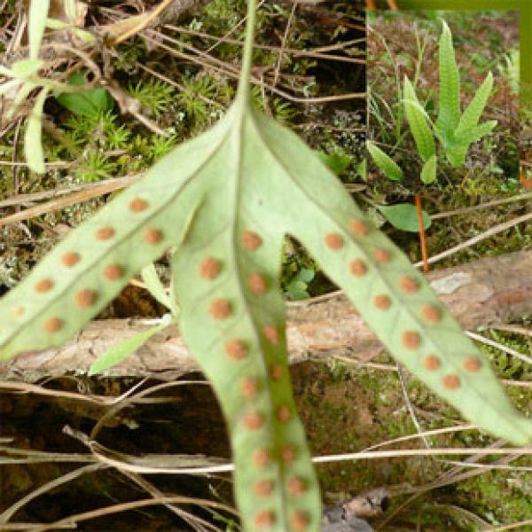 精选优质正宗金鸡脚叶