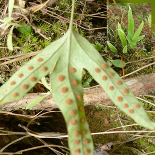 精选优质正宗金鸡脚叶