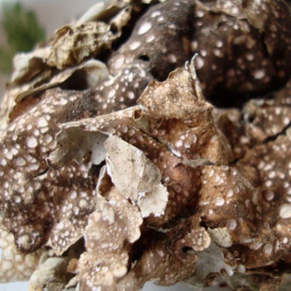 山货干货纯野菜树蝴蝶