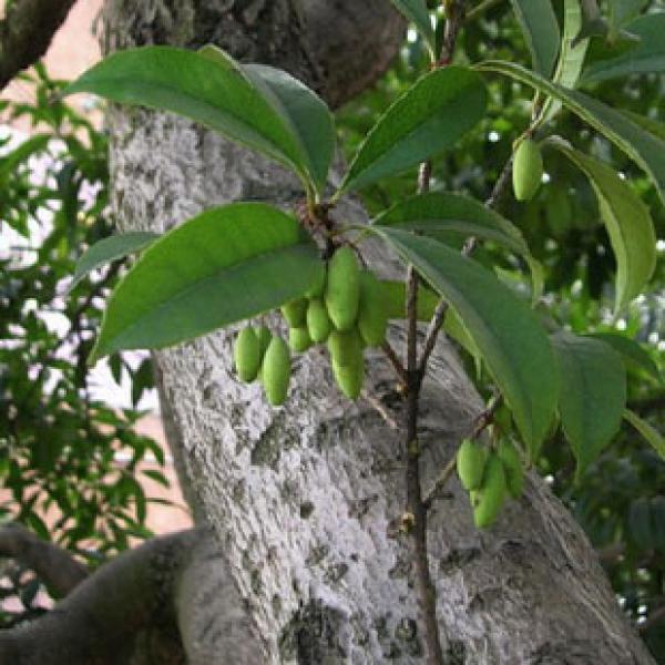 桂花果子四季桂花树子
