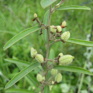 山芝麻 岗脂麻 山油麻