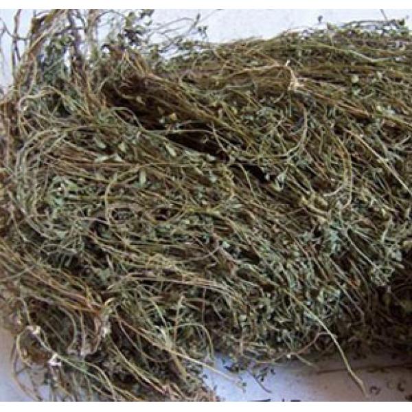 鸡眼草 人字草 三叶草