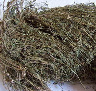 鸡眼草 人字草 三叶草