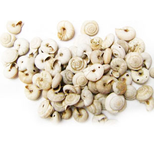 优质精选正宗葡萄蜗牛