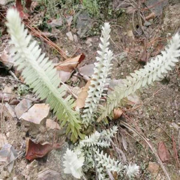 千年艾 龙须草 白丝草