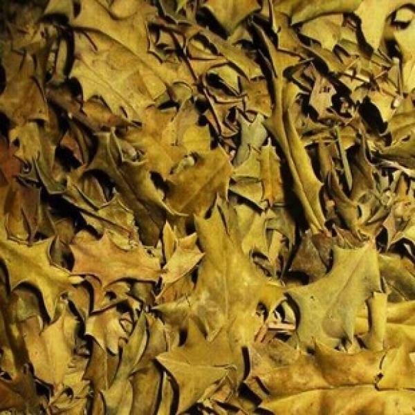 猫儿刺 八角茶 老鼠刺