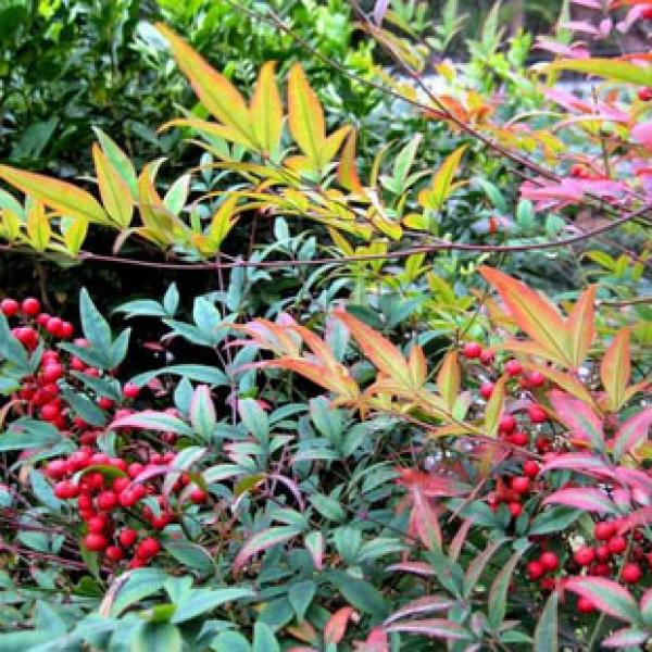 特优质正宗天竹南竹子