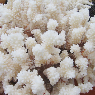 精选珊瑚石优质珊瑚干