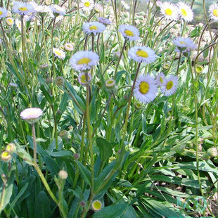 金凤花灯盏花凤仙花干