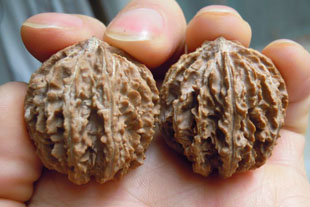 文玩核桃精选货矮桩灯笼