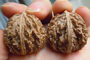 文玩核桃精选货矮桩灯笼