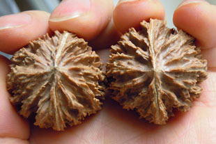 文玩核桃精选货矮桩灯笼