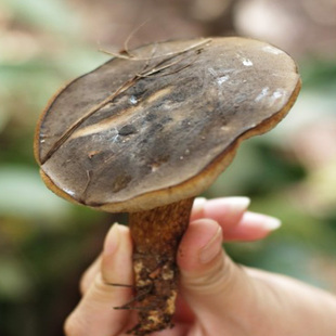 牛肝菌云南野生黑牛肝菌