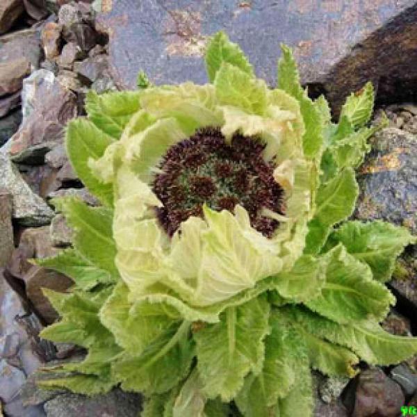天山雪莲花正宗新疆雪莲花