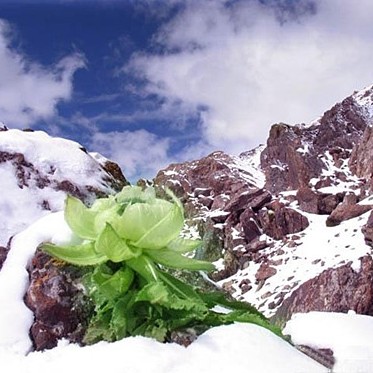 天山雪莲花正宗新疆雪莲花