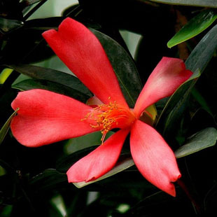 头花蓼 火溜草 小红草