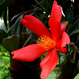 头花蓼 火溜草 小红草