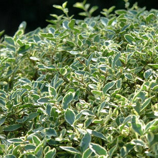 精选特优持悉茗满天星