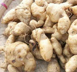 精选生晒黄精片野生黄精