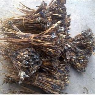 蛇鞭干精选蛇鞭眼镜蛇鞭