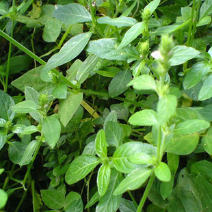 小青草干草精选小青草