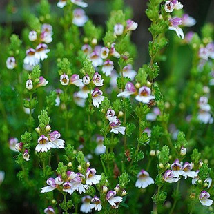 小米草全草西藏小米草