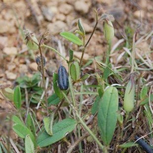 响玲草精选野生响玲草