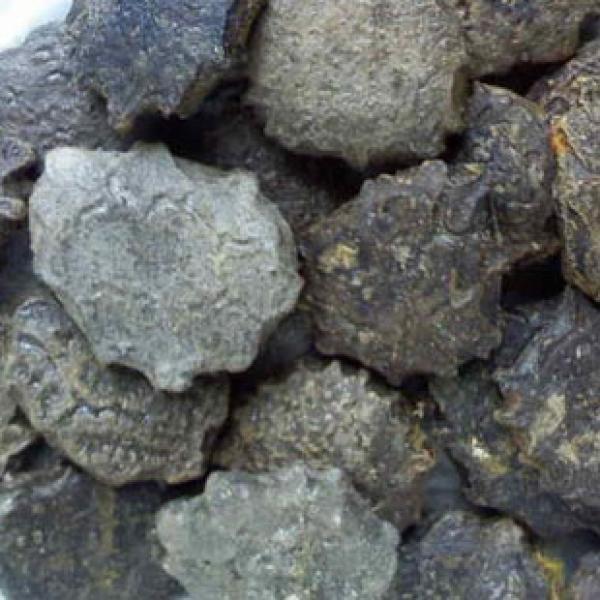 木鳖子扁圆形木鳖种子