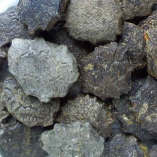 木鳖子扁圆形木鳖种子