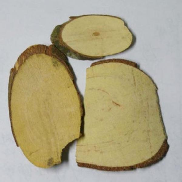 正宗三叉苦野生三叉苦