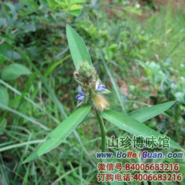 【农吉利】野百合正宗野生农吉利【功效作用