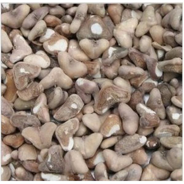 微山湖菱角米野生菱角米